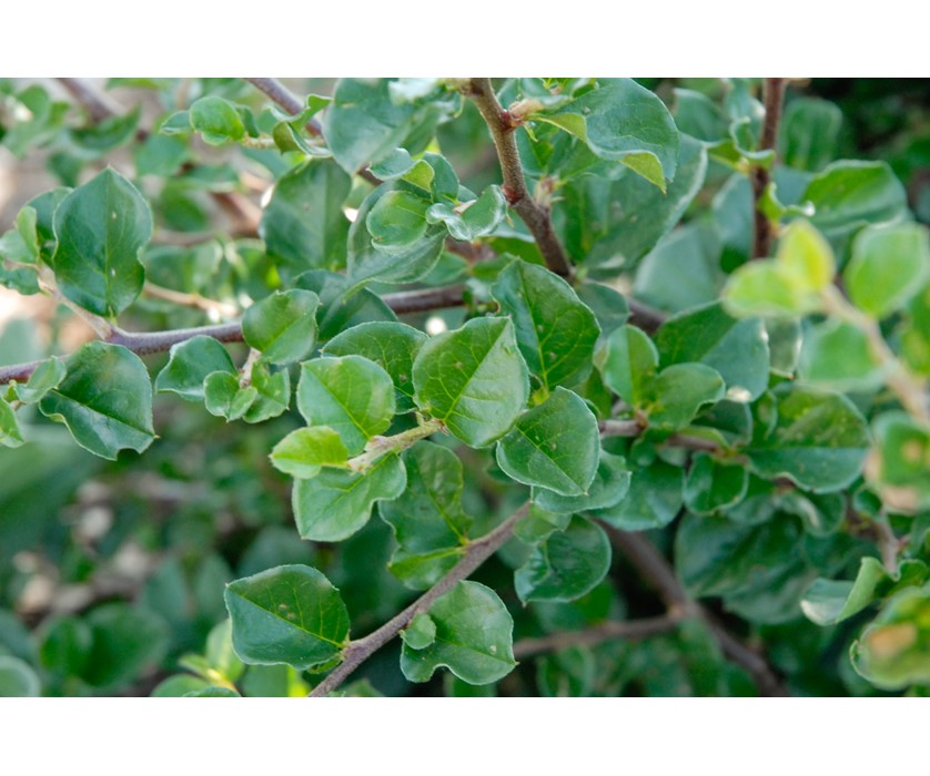 Cranberry Cotoneaster